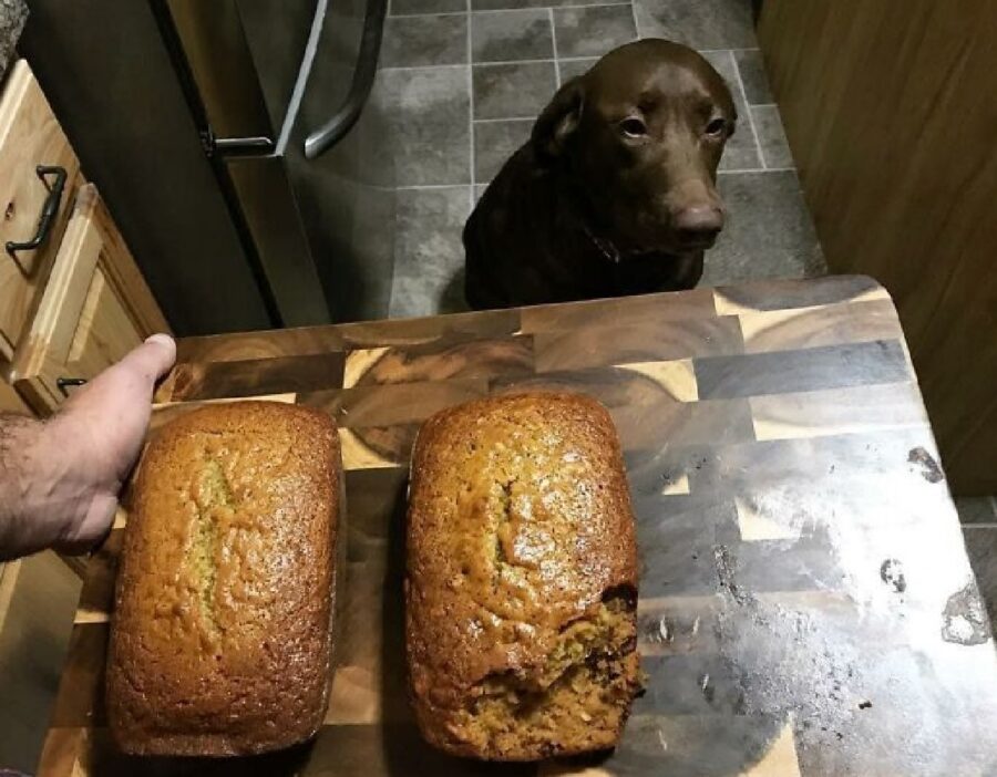 cane davanti due grandi dolci