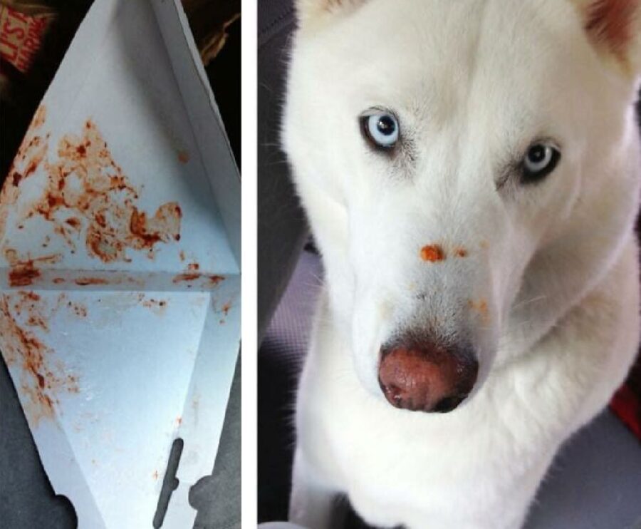 cane sporco di sugo su naso