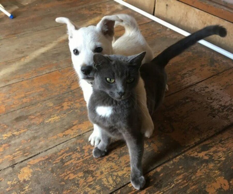 gatto grigio cane