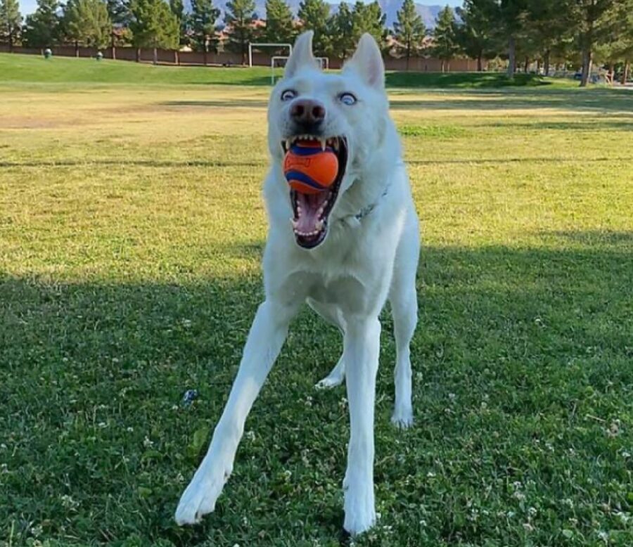 cane bianco palla in bocca