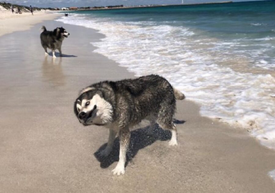 cane husky esce da acqua