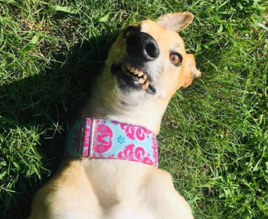 cagnolino collare blu viola