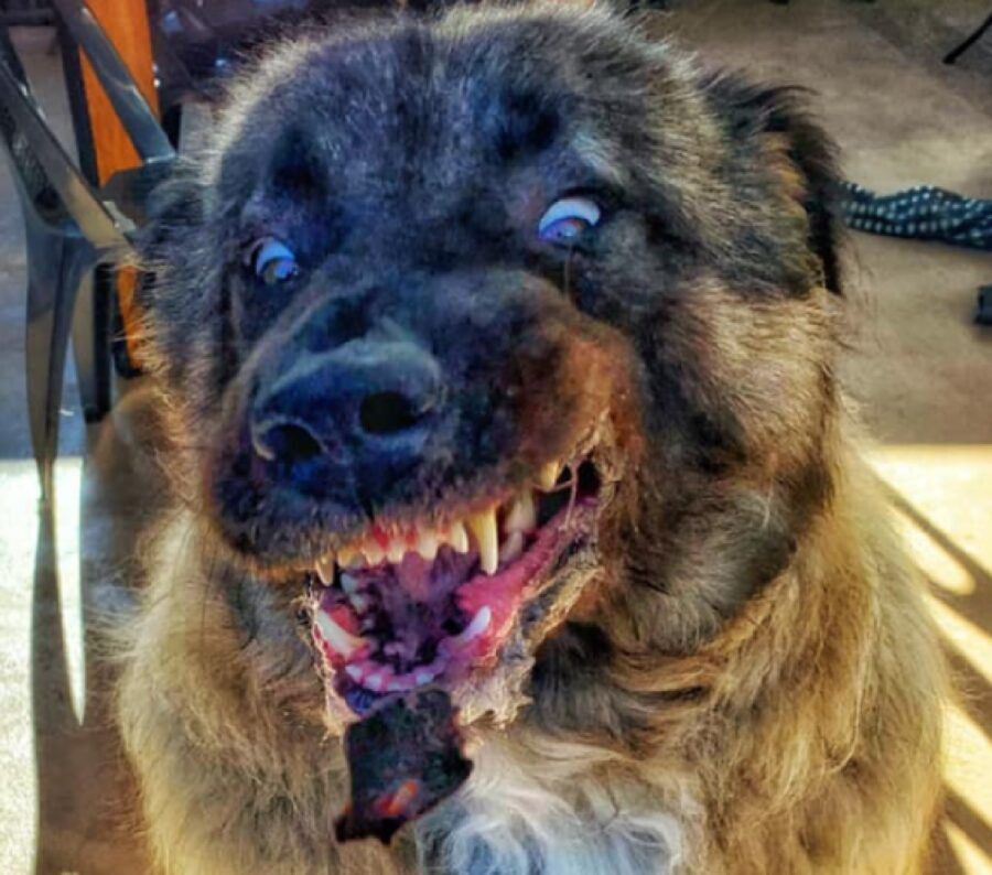 cane prende al volo pezzo di carne