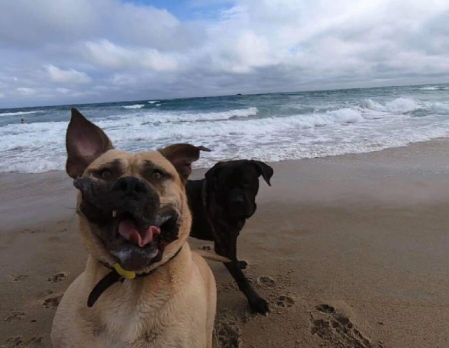 cane aria di mare effetto