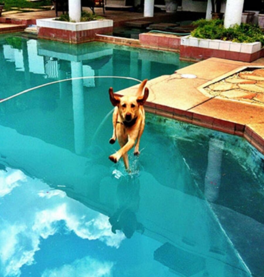 cagnolino acqua cammina