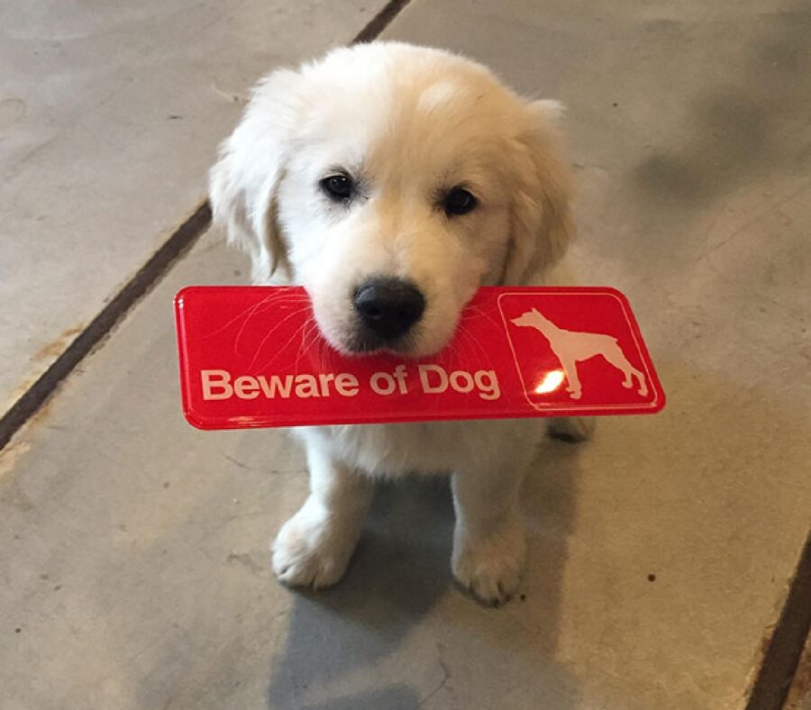 cane cartello rosso in bocca