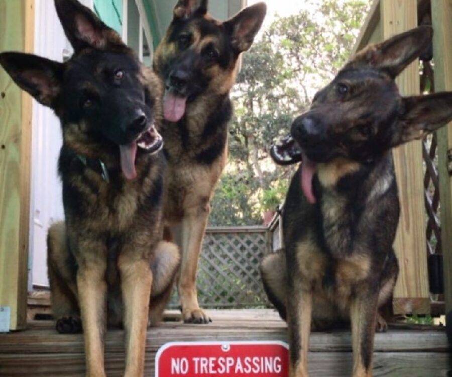 trio di cani pastori tedeschi