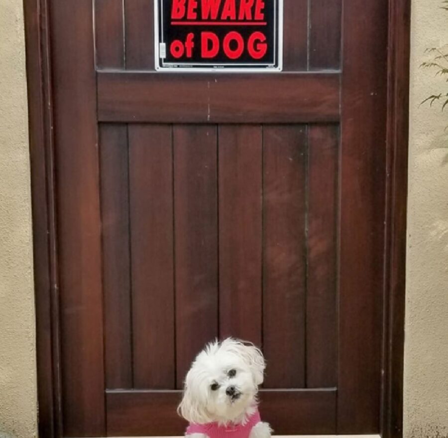 cucciolo di cane bianco 