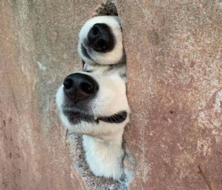 cani buco sul muro