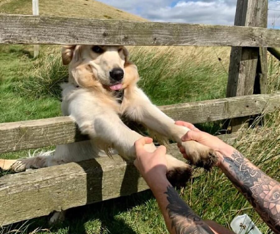 cane da zampe a nuovo conosciuto