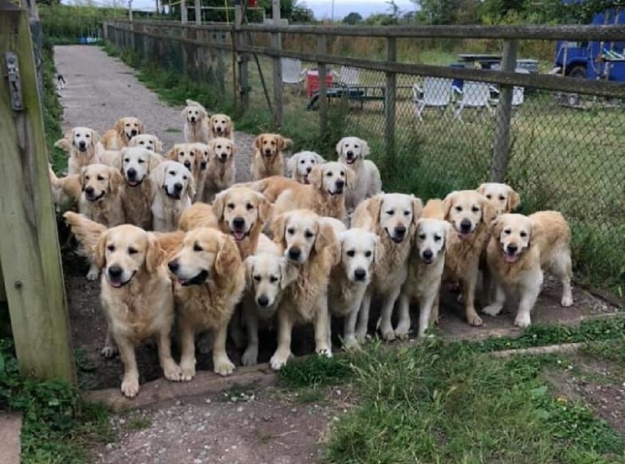 gruppo di cani golden 