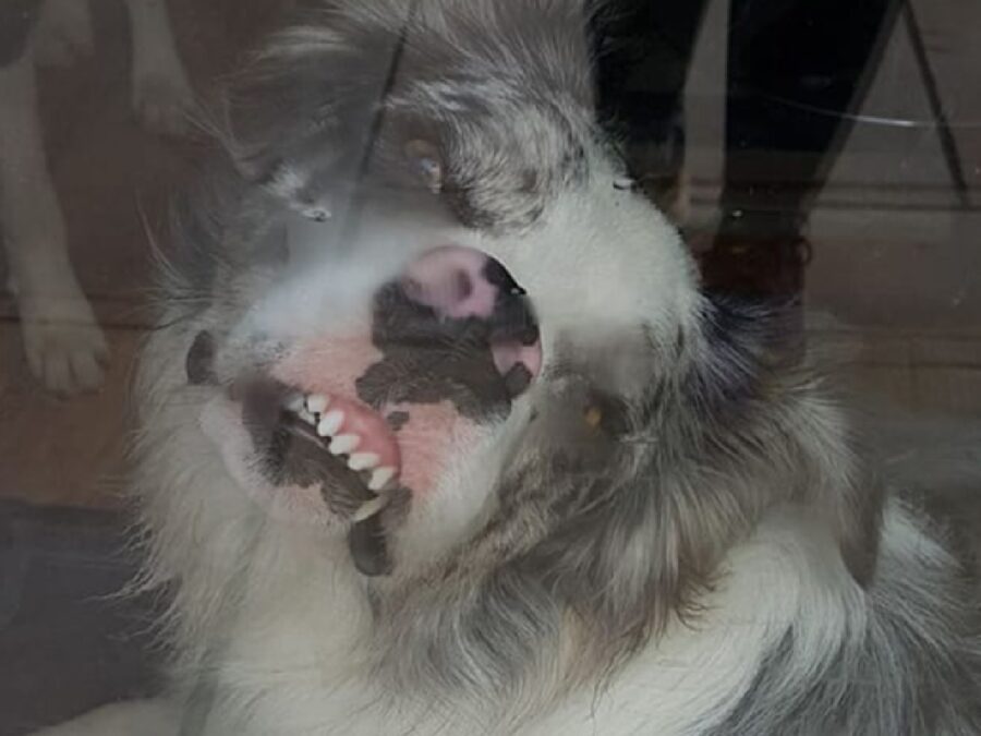 cane muso contro vetro