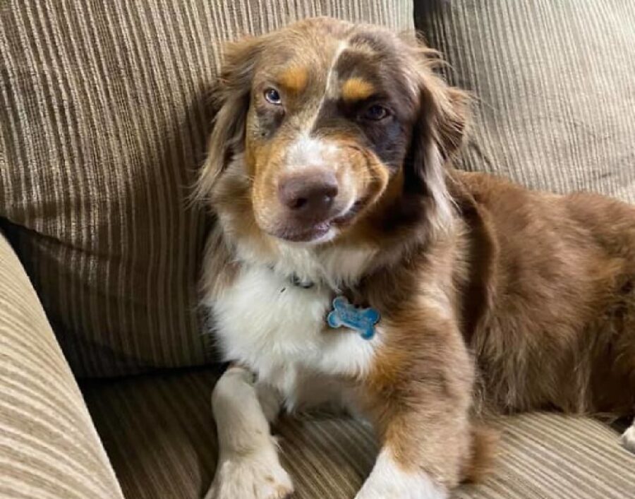 cane faccia di chi è sicuro propri mezzi