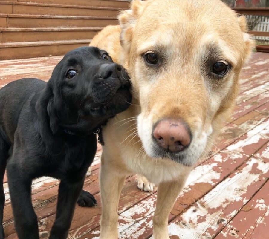 cane nero vicino amico chiaro