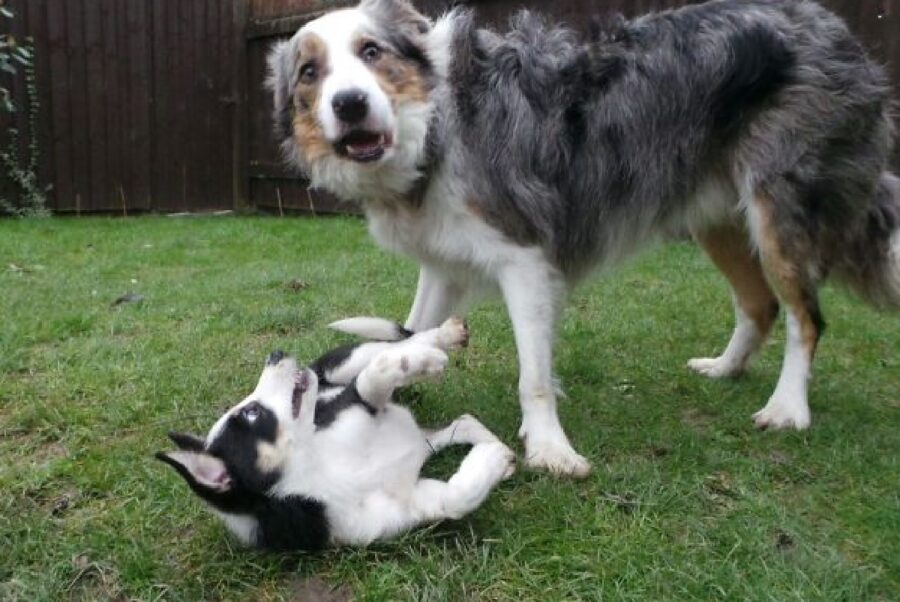 cane che butta a terra amico