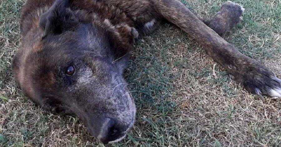 cane sdraiato sull'erba