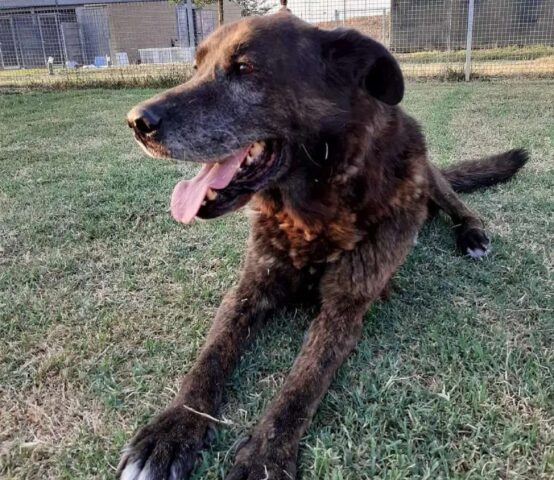 Attila, cane anzianotto cerca urgentemente una nuova famiglia