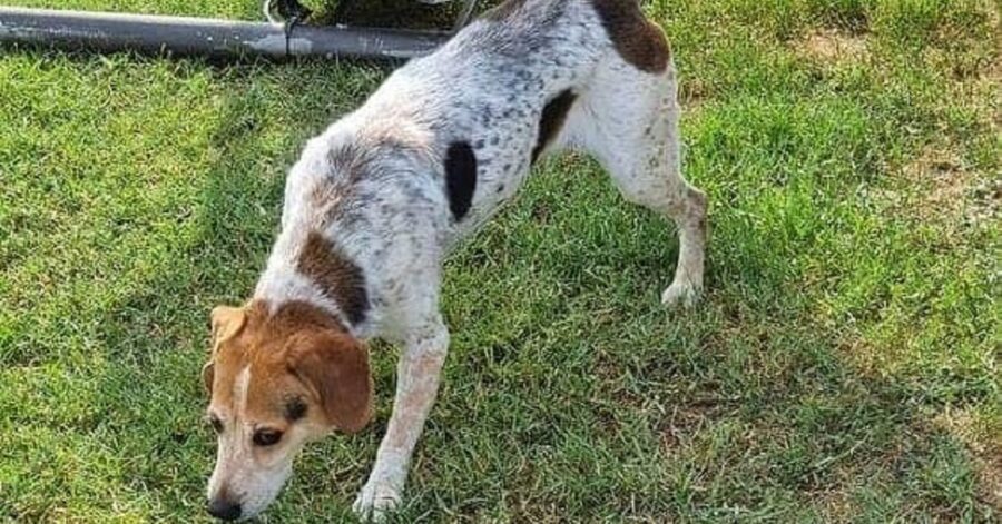 cagnolino annusa l'erba