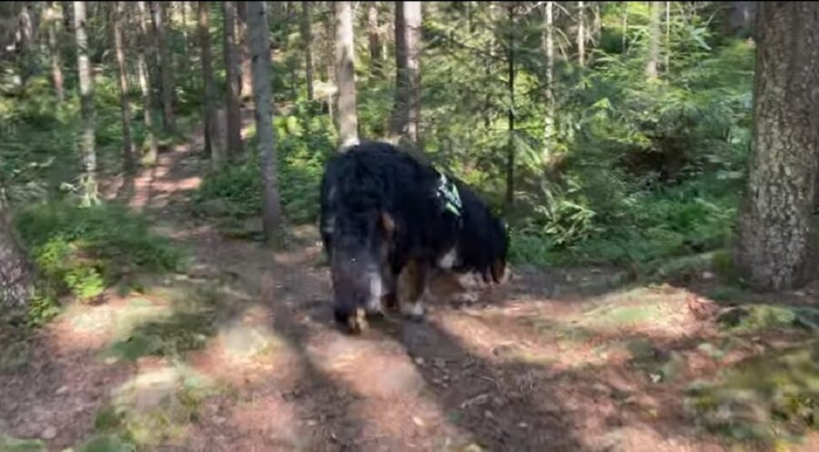 bovaro del bernese per la prima volta in montagna 