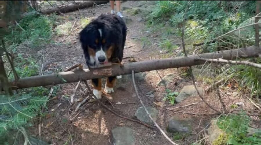 bovaro del bernese passeggiata tra le montagne