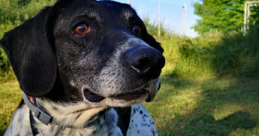 cane dagli occhi marroni che guarda le farfalle