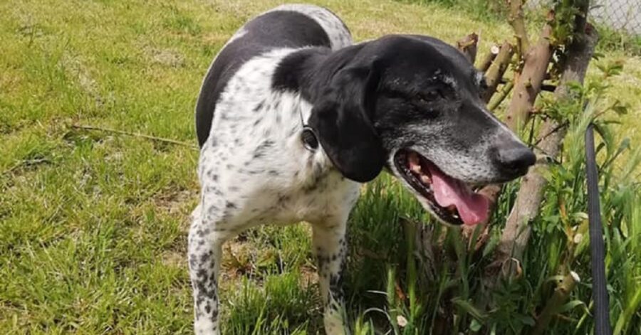 cane che scruta tra l'erba