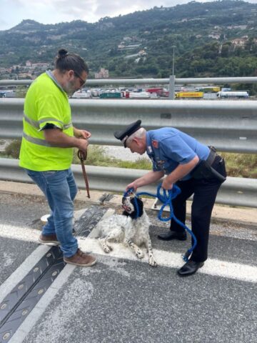 Cane ritrovato dai Carabinieri che vagava su un cavalcavia