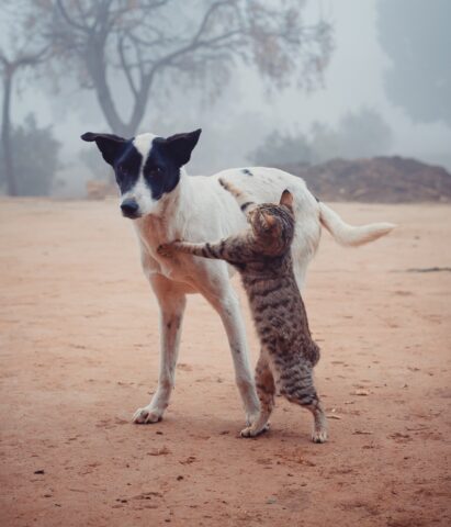 Cani e gatti non saranno più considerati “cose” ma esseri coscienti