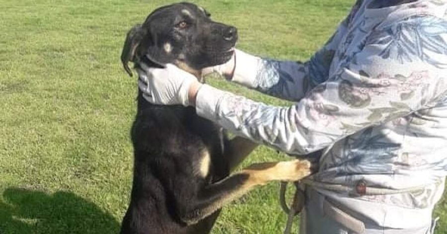 cagnolina su due zampe