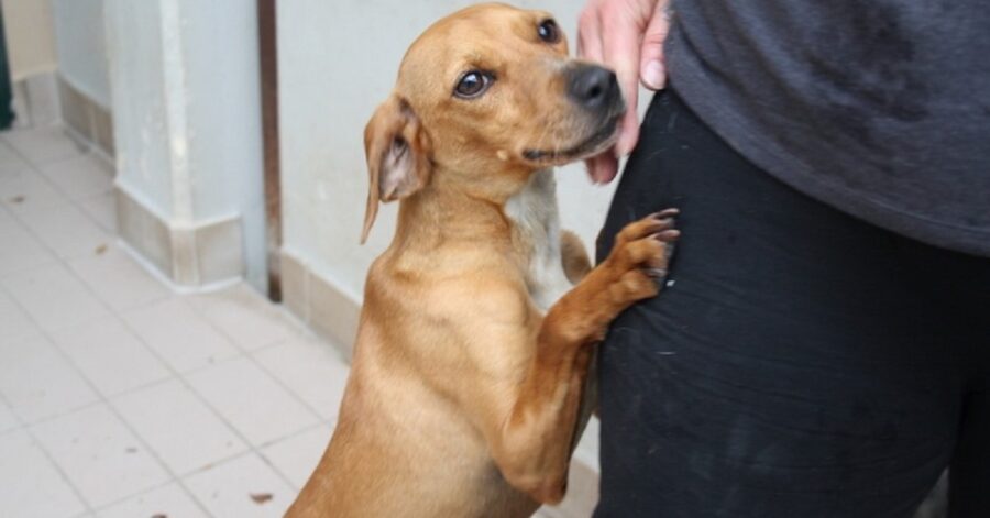 cagnolina su due zampe