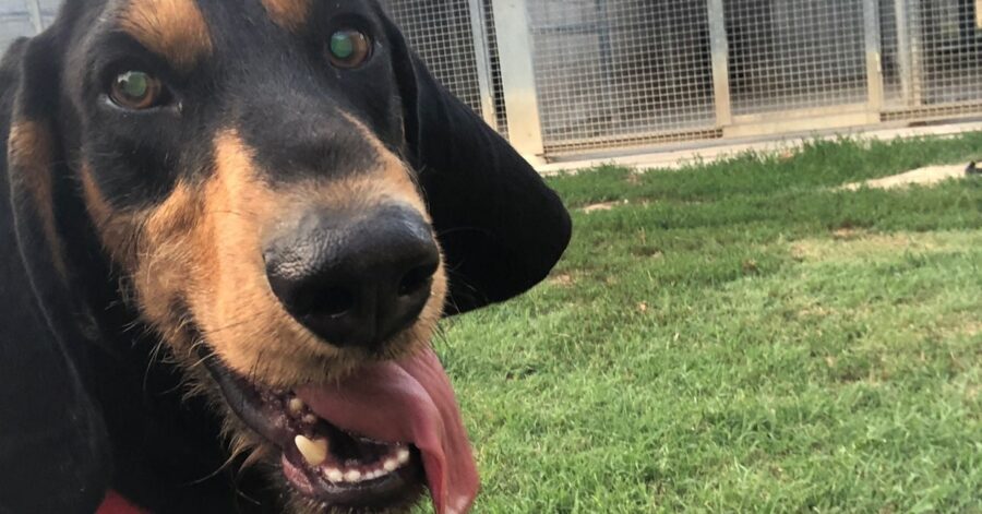 cane con la lingua a penzoloni