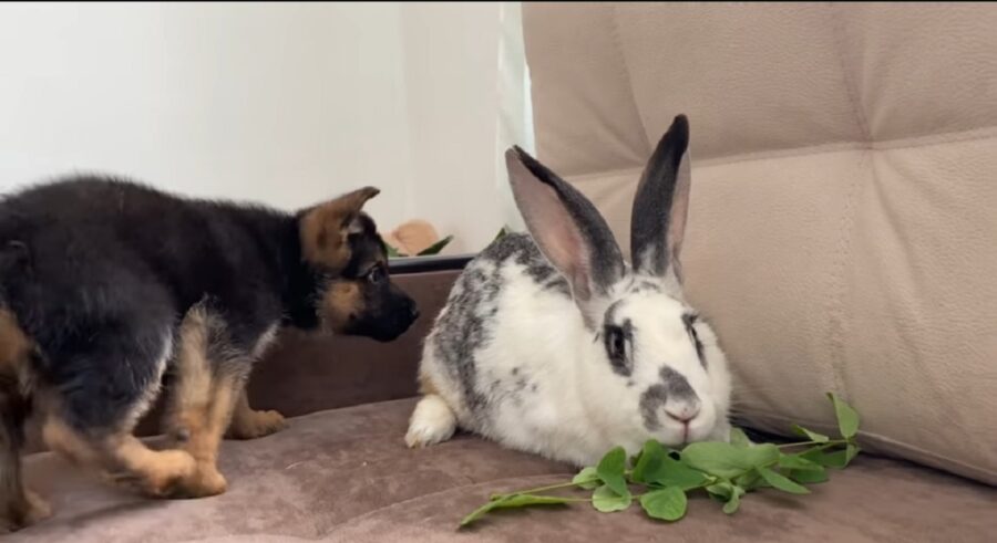 primo incontro cagnolino e coniglio