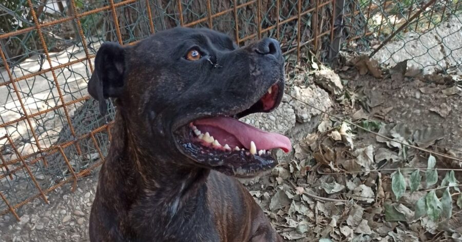 cane corso che osserva