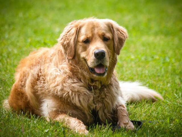 Doggo: il Golden Retriever che ha salvato un gattino abbandonato (VIDEO)