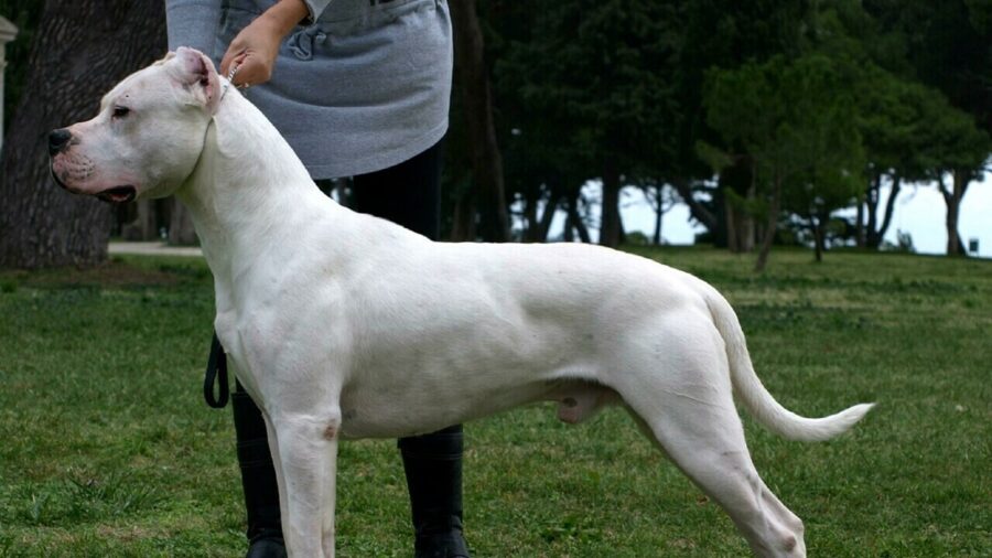 dogo argentino ha ferito tre persone