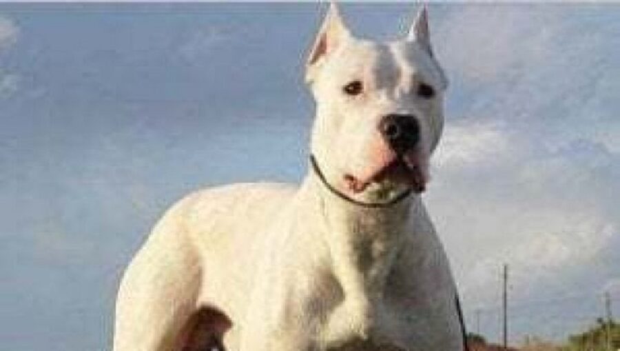 dogo argentino rischia l'abbattimento