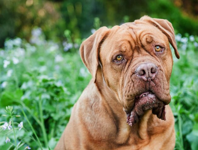 Dogue de Bordeaux, tutto su questa razza: carattere, curiosità, consigli e cure