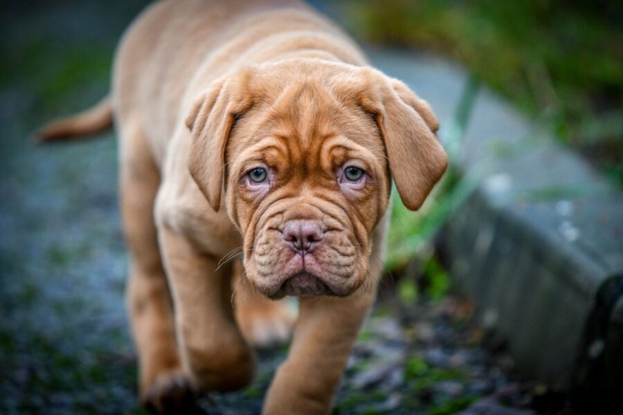 cucciolo di cane