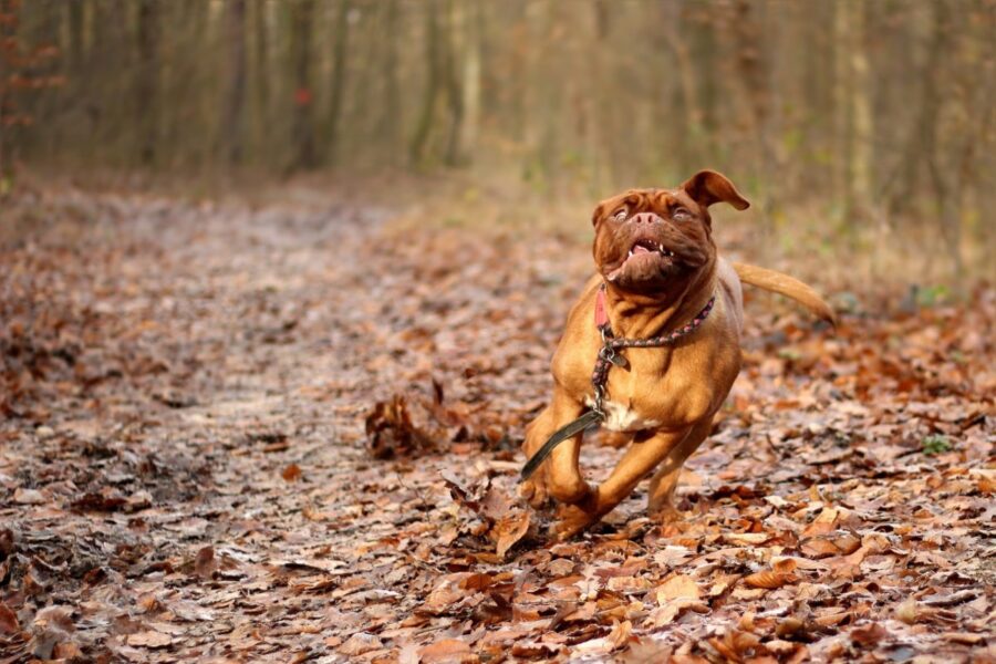 cane corre