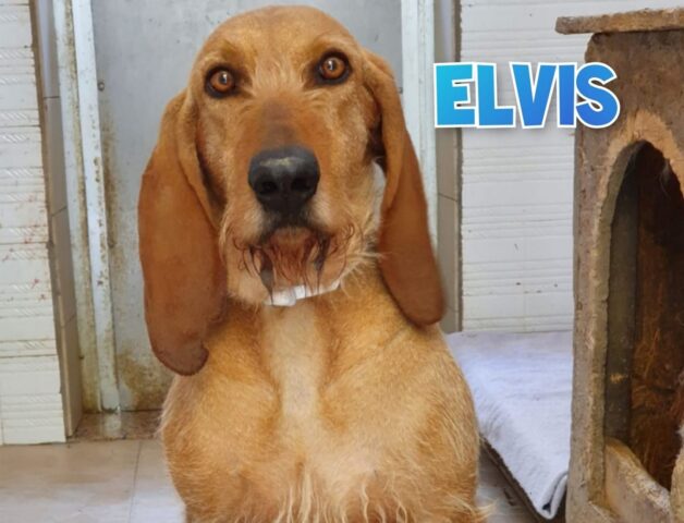 Elvis è una rinuncia di proprietà. Facciamolo uscire dal canile