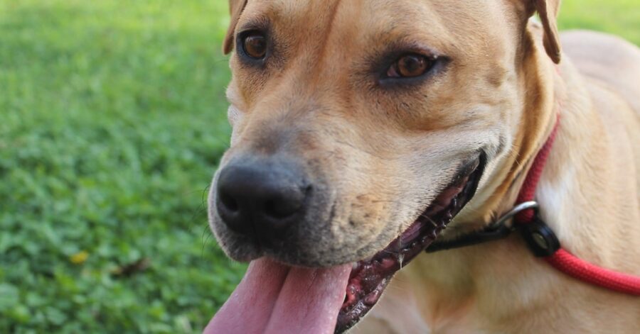 cane con il naso nero e la lingua di fuori