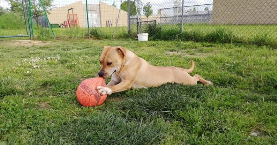 cane che morde un pallone