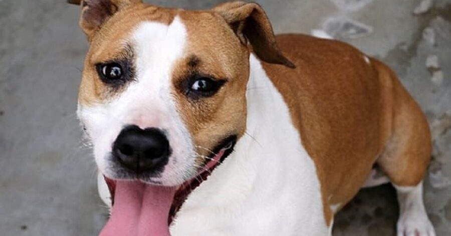 cagnolina con la lingua di fuori