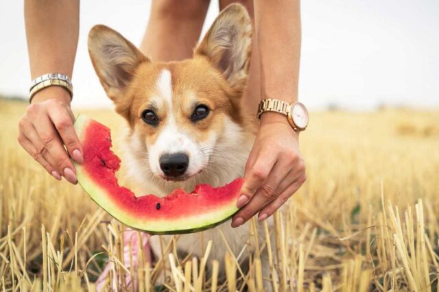 Frutti estivi per il cucciolo di cane, i più golosi da dargli