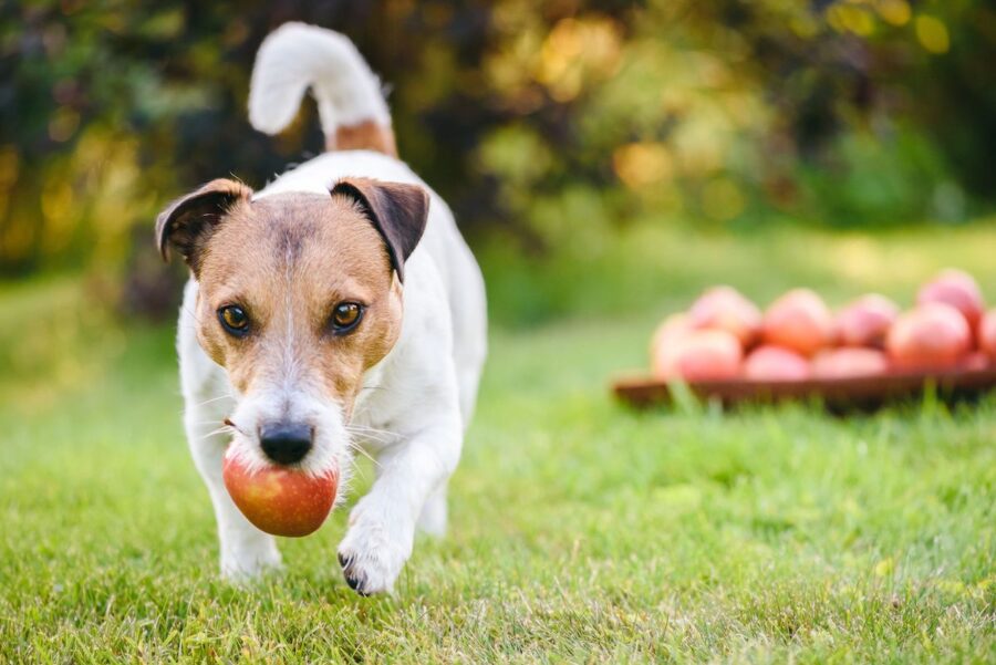 cucciolo di cane con mela in bocca