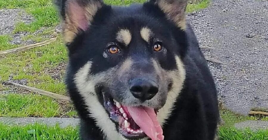 cane con gli occhi piccoli e marroni