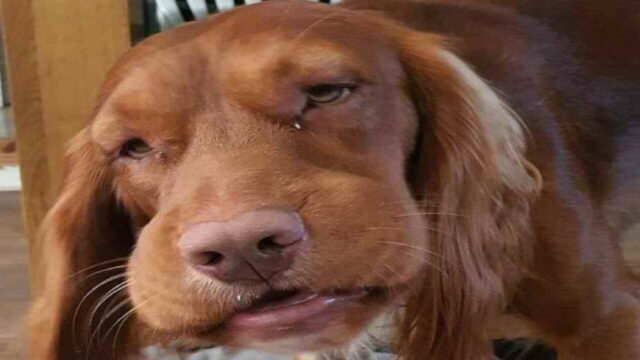 Hector, il cucciolo andato in shock anafilattico dopo il contatto con una pianta
