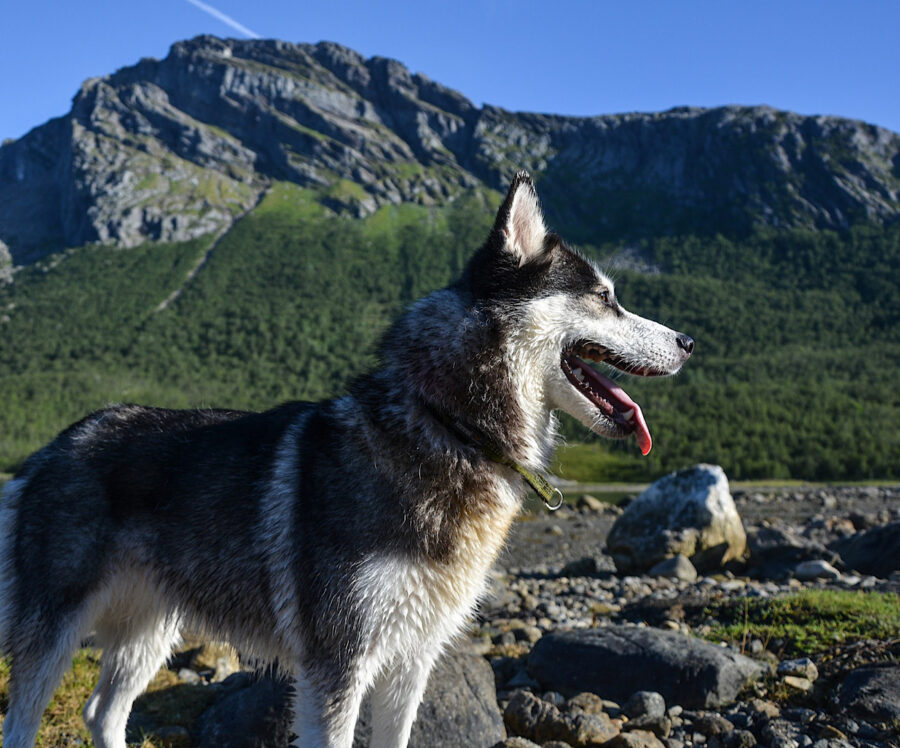 Husky