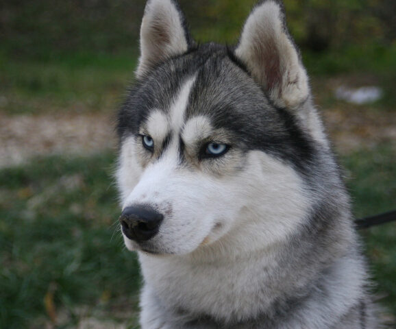 Husky morso da una vipera in montagna, salvato dall’elicottero