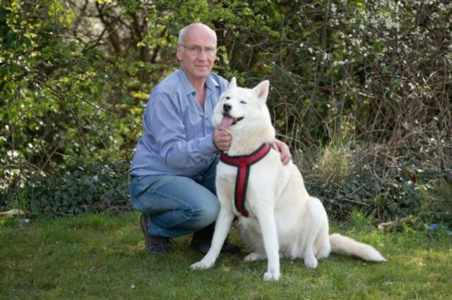 Husky salva un neonato abbandonato in un parco pubblico